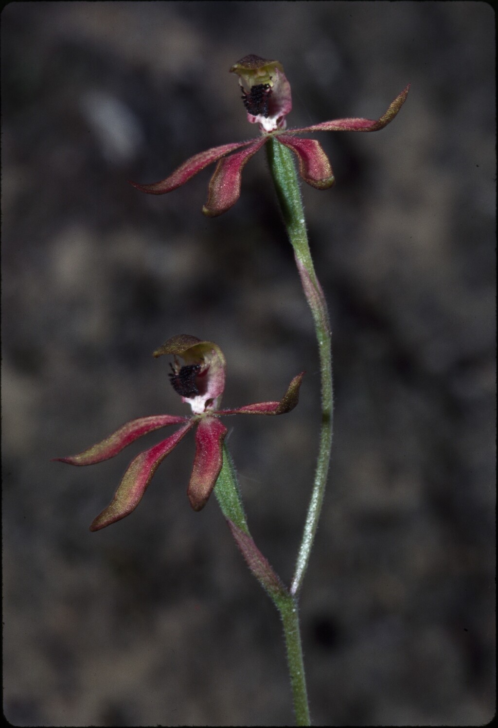 Caladenia iridescens (hero image)