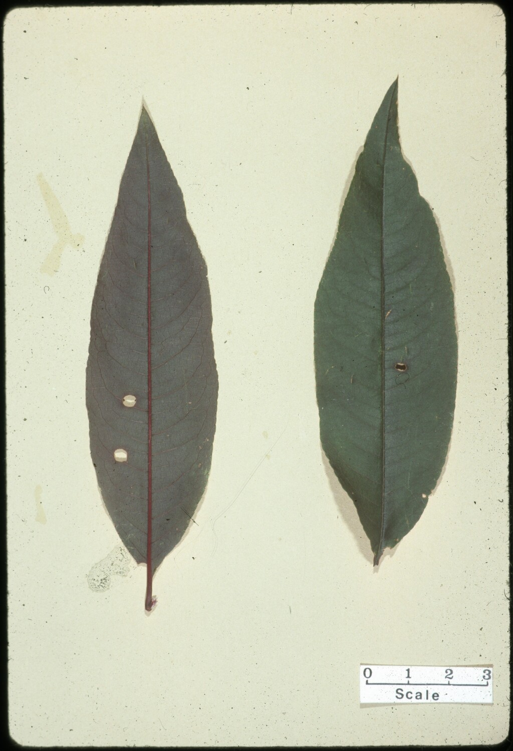 Prunus persica (hero image)