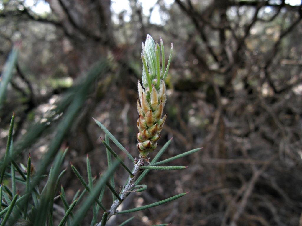 Callistemon brachyandrus (hero image)