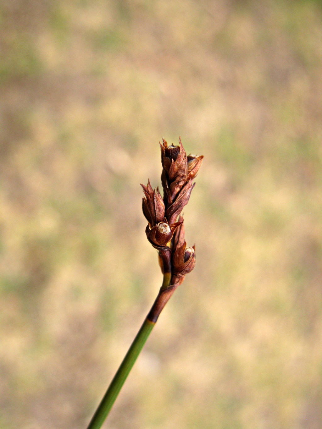 Machaerina juncea (hero image)