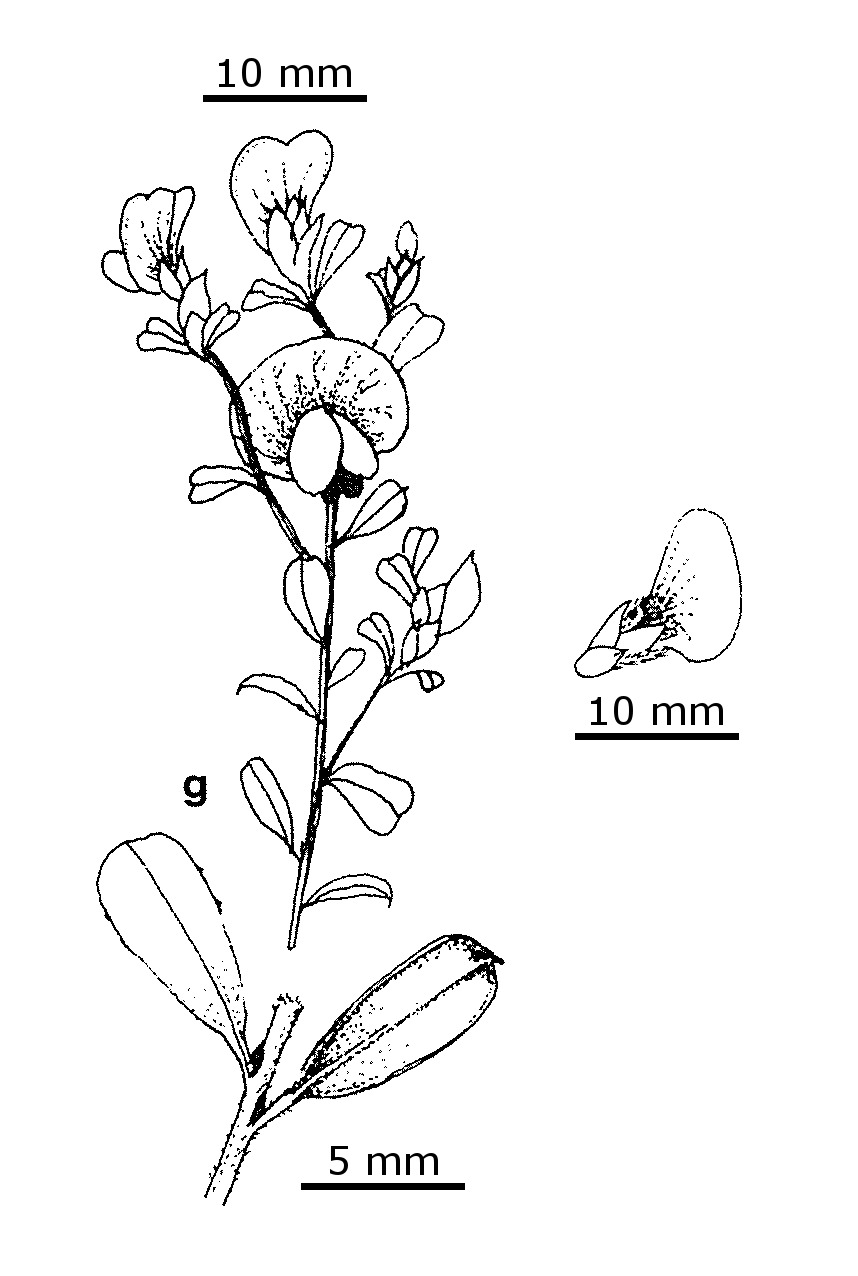 Pultenaea victoriensis (hero image)