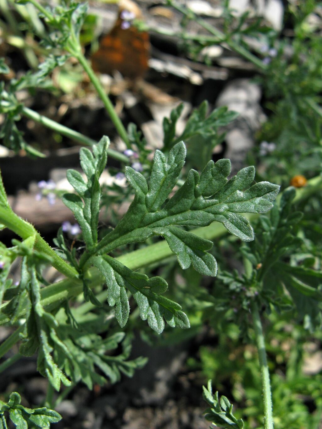 Verbena supina var. erecta (hero image)