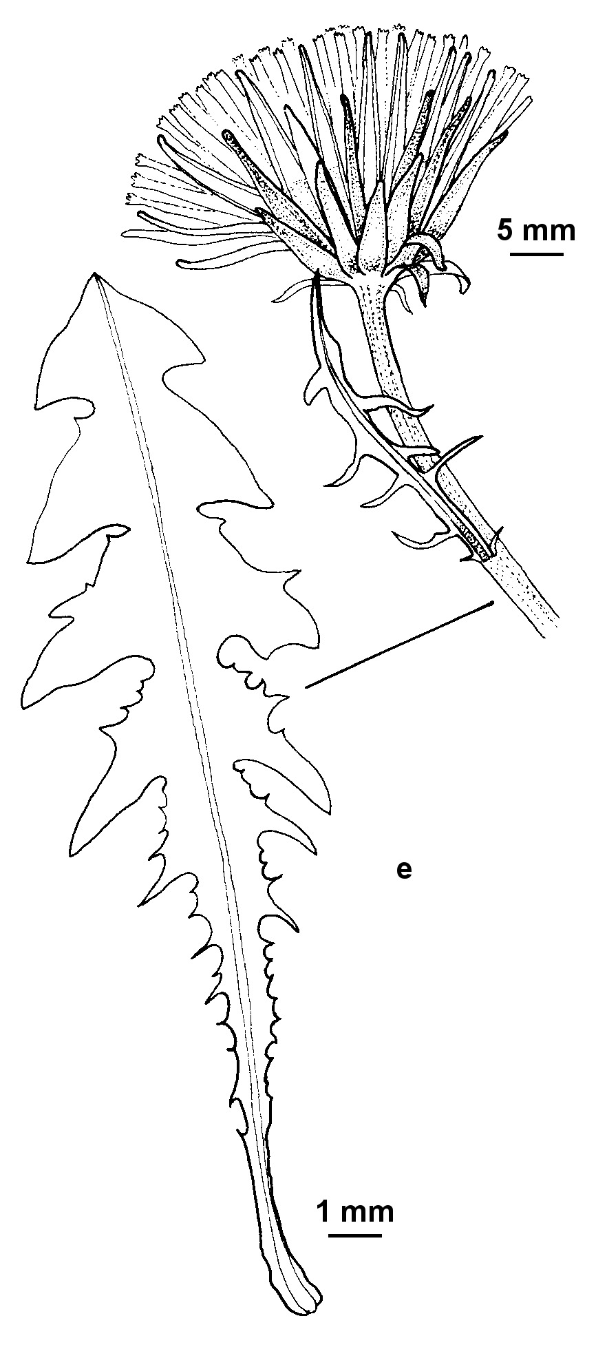 Taraxacum bracteatum (hero image)