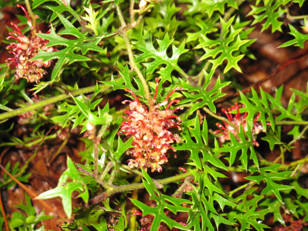 Grevillea microstegia (hero image)