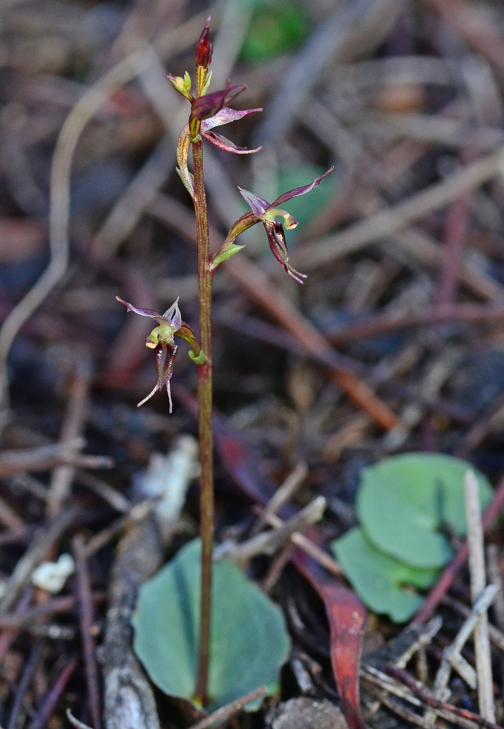 Acianthus pusillus (hero image)