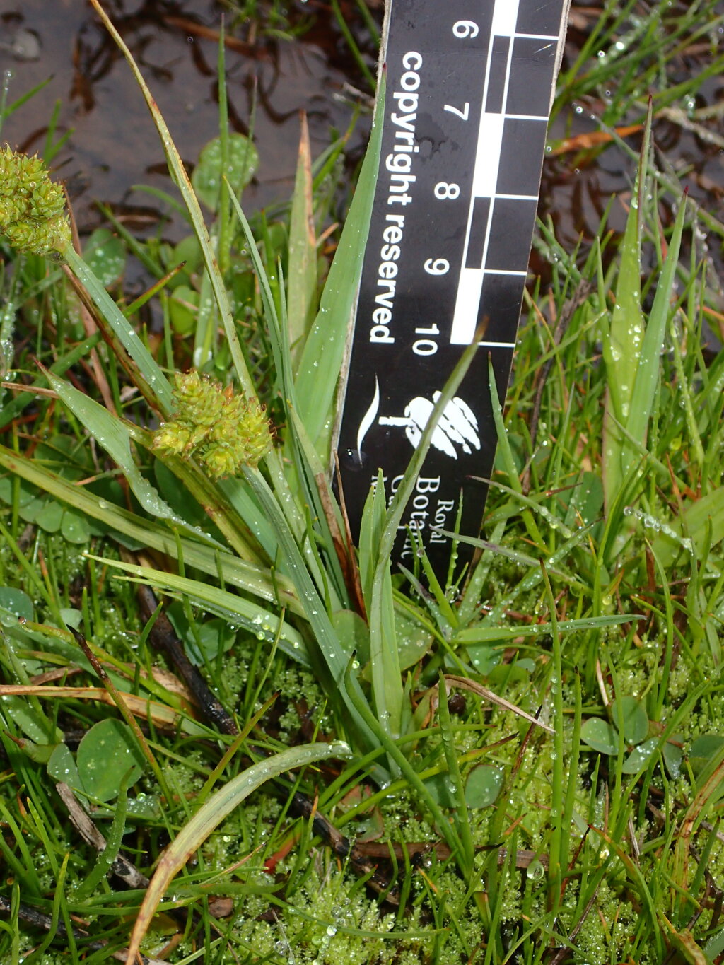 Carex canescens (hero image)