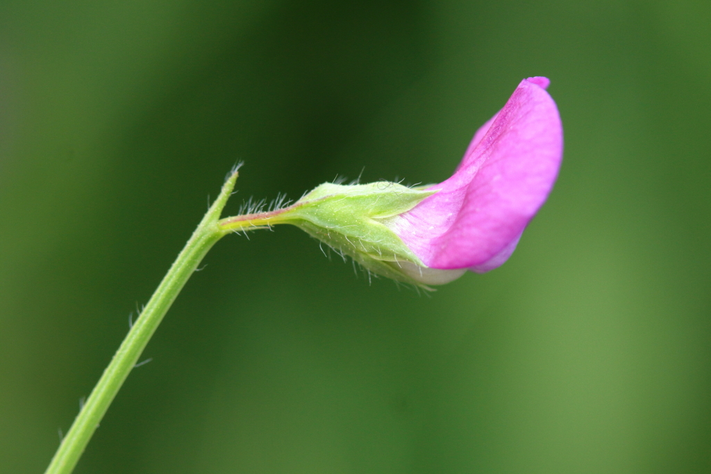 Lathyrus odoratus (hero image)