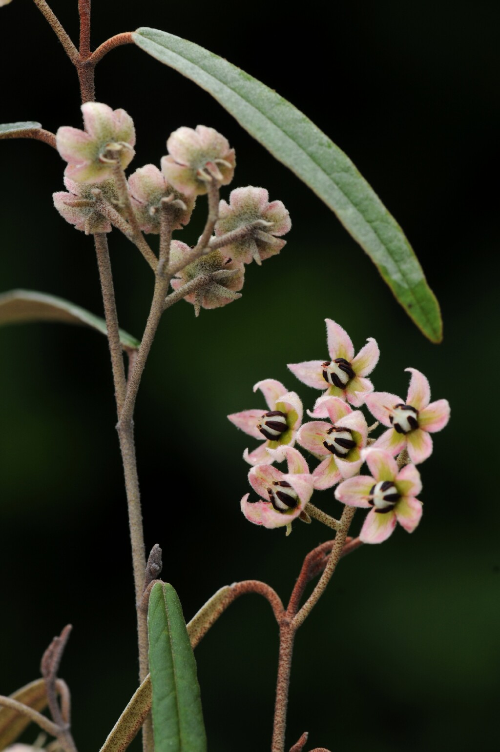 Lasiopetalum (hero image)