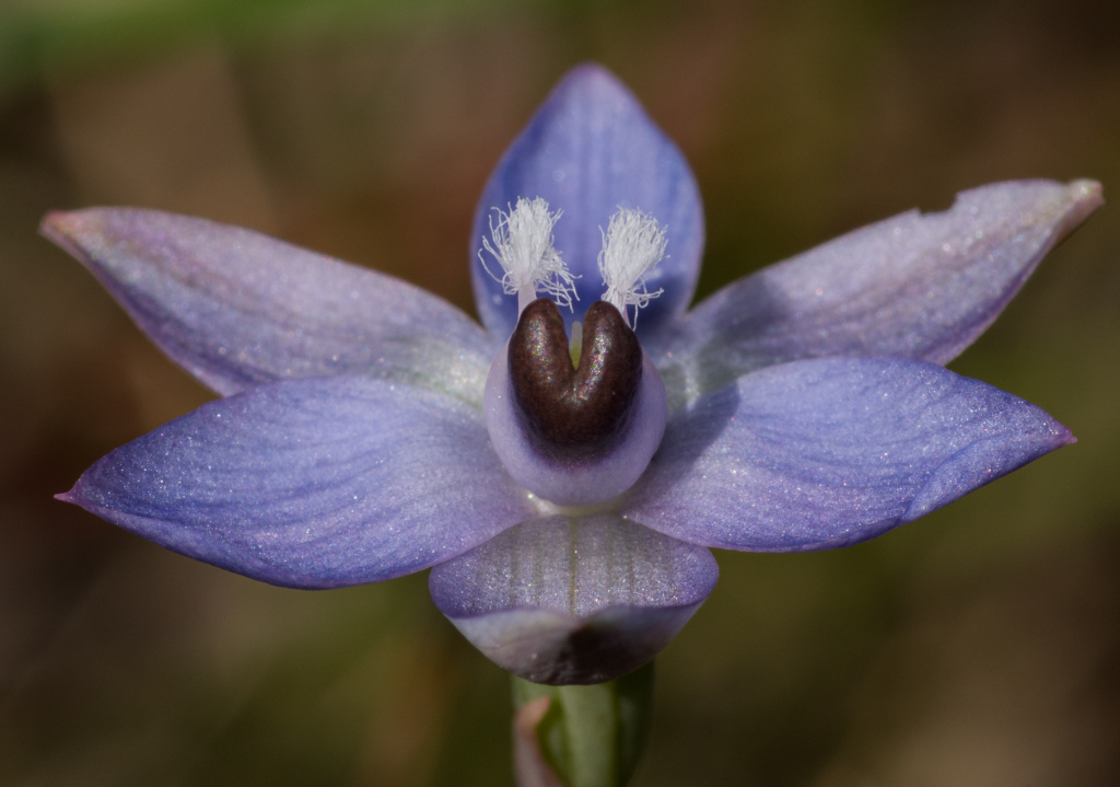 Thelymitra reflexa (hero image)