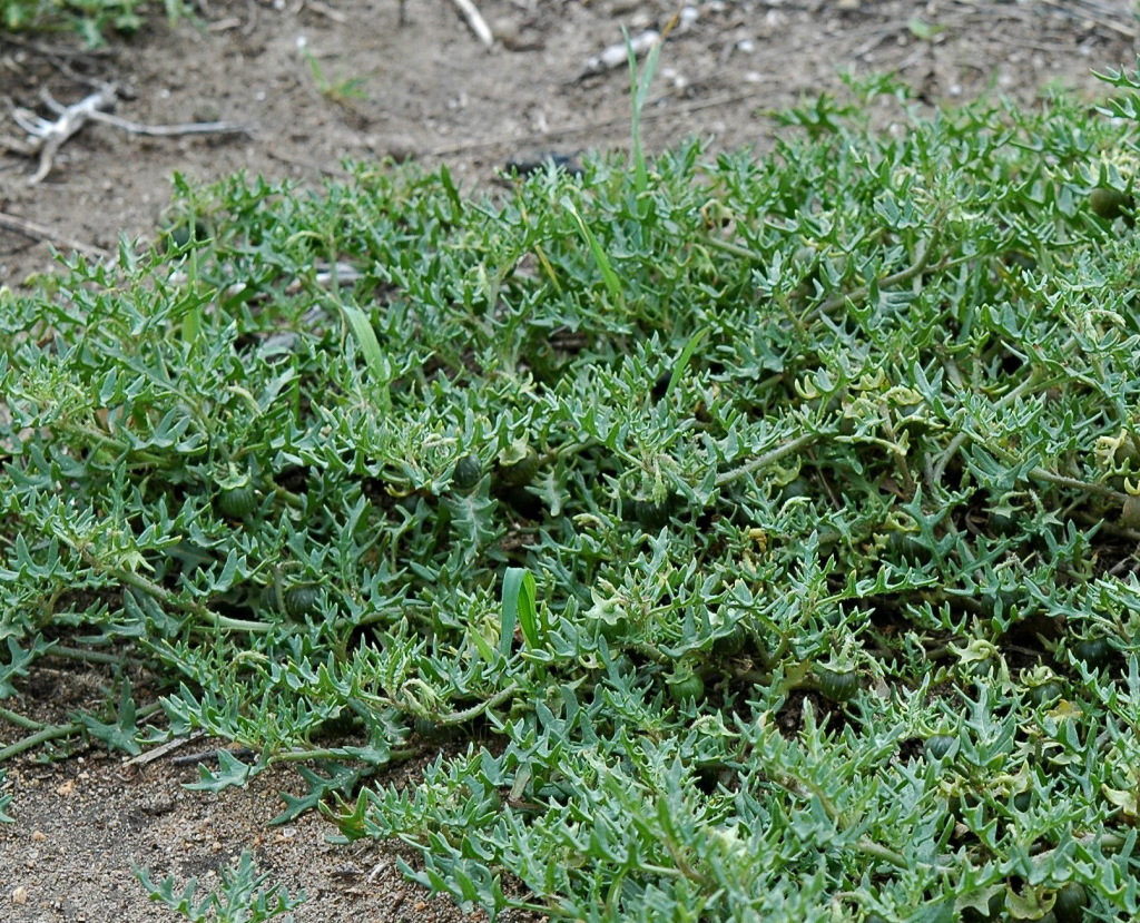 Solanum triflorum (hero image)