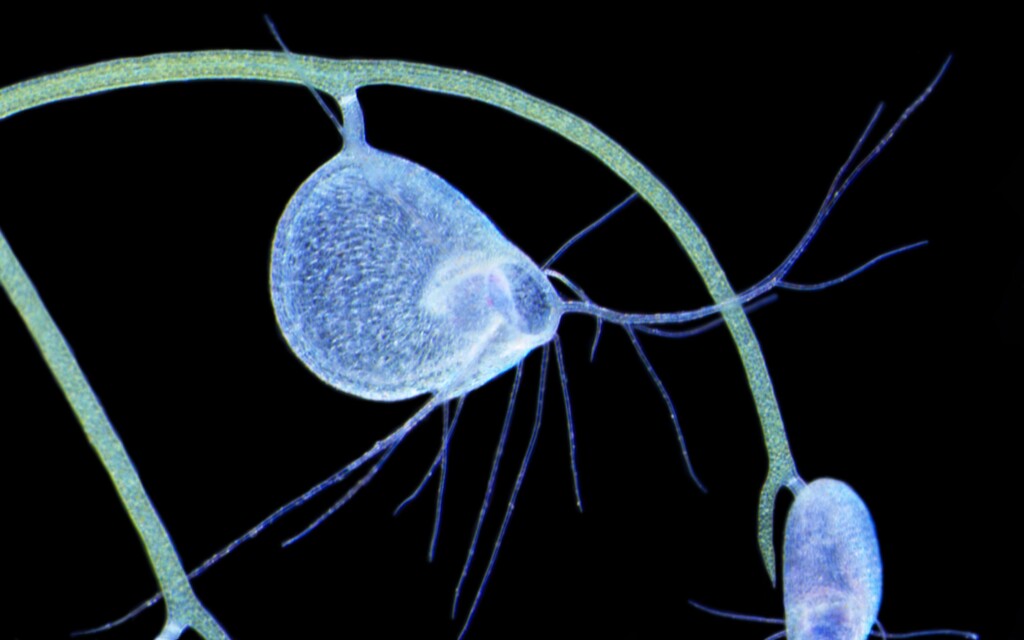 Utricularia gibba (hero image)