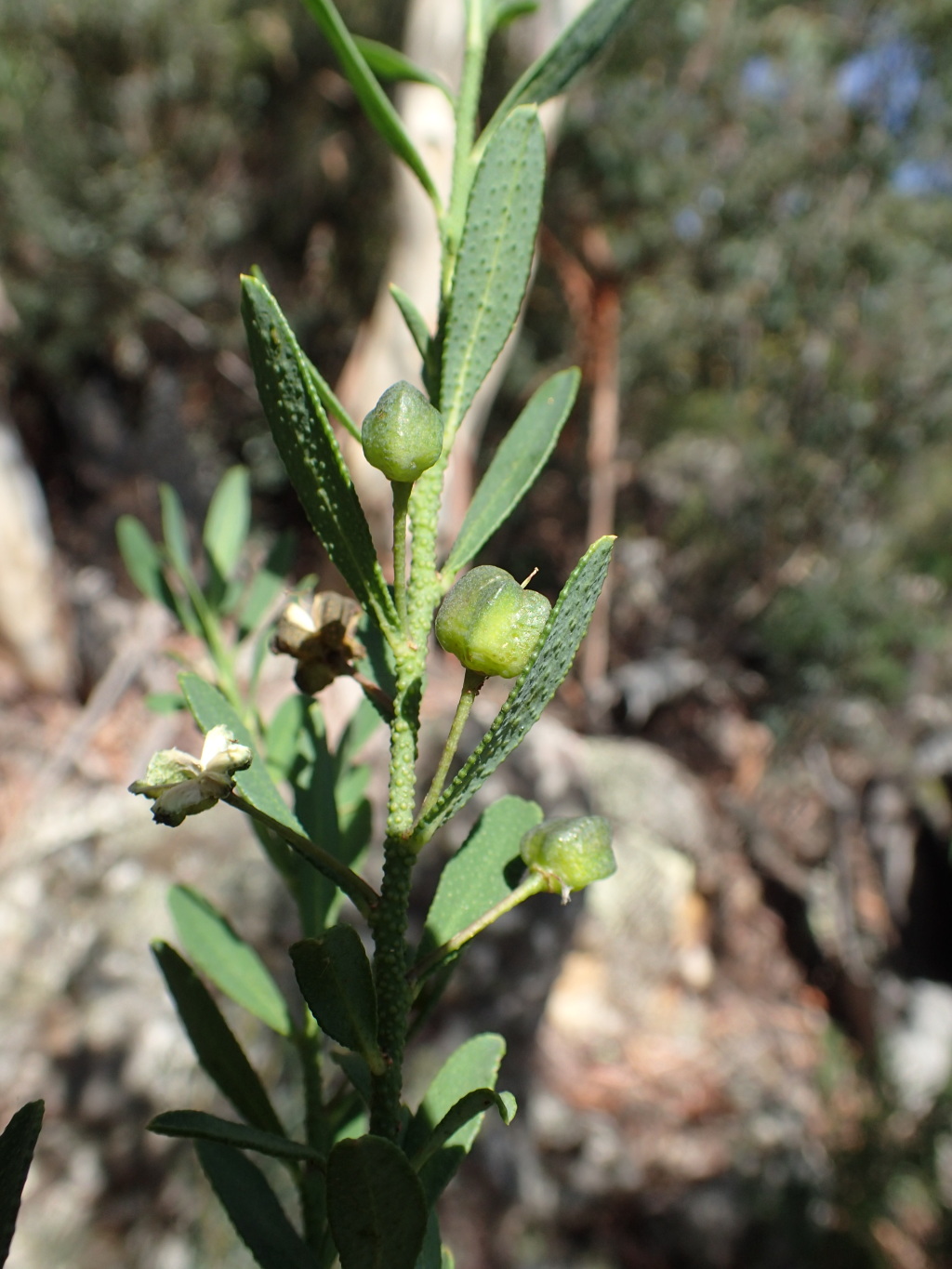 Philotheca trachyphylla (hero image)