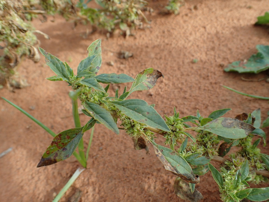 Amaranthus grandiflorus (hero image)