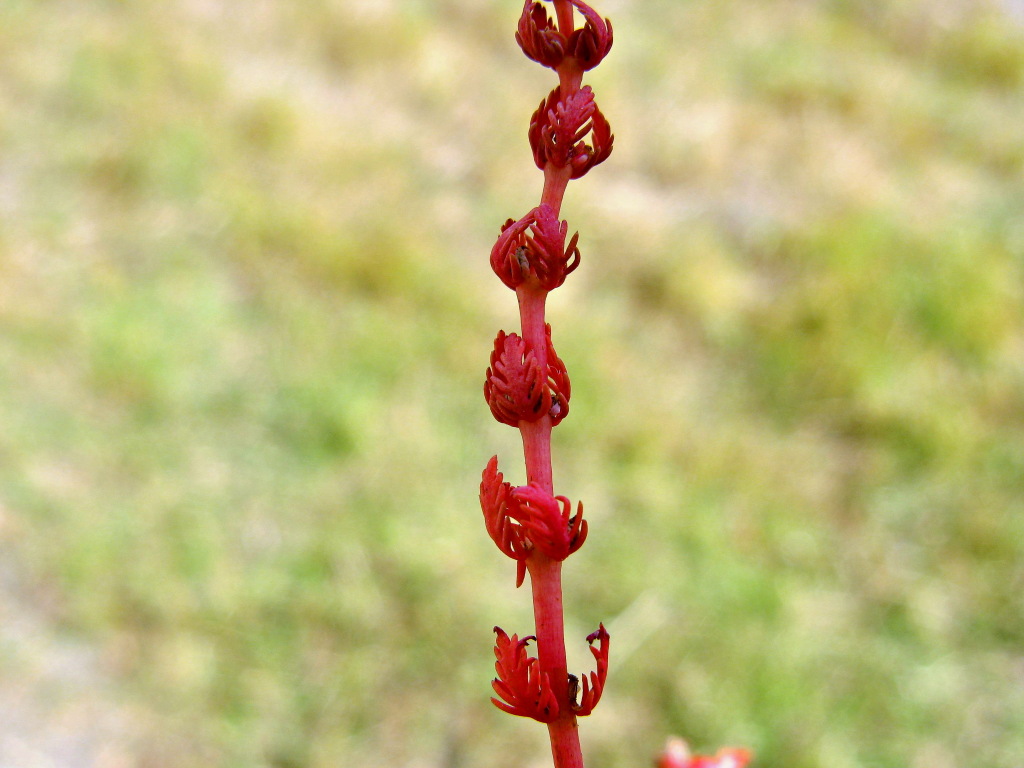 Myriophyllum verrucosum (hero image)