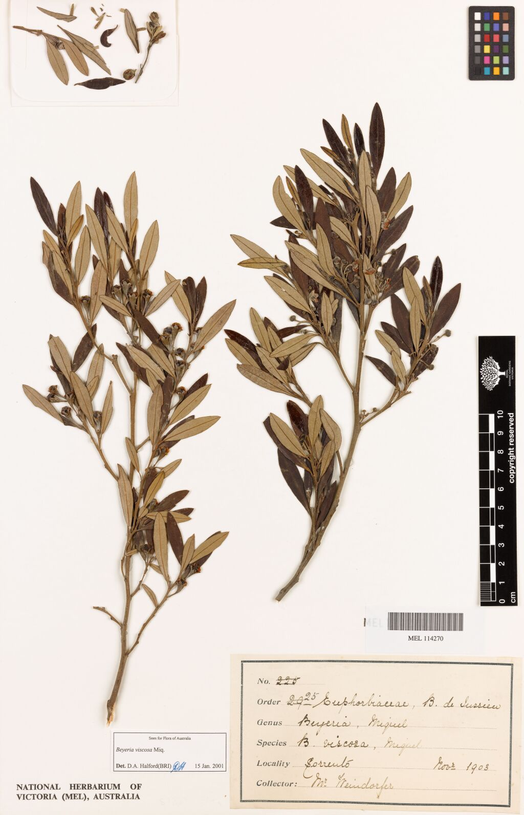 Euphorbiaceae (hero image)