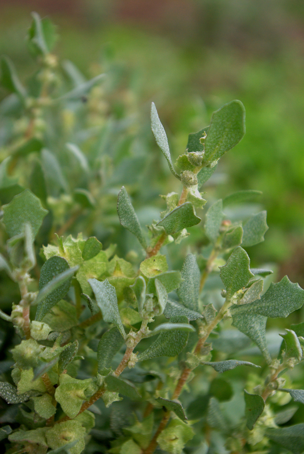 Atriplex lindleyi subsp. lindleyi (hero image)