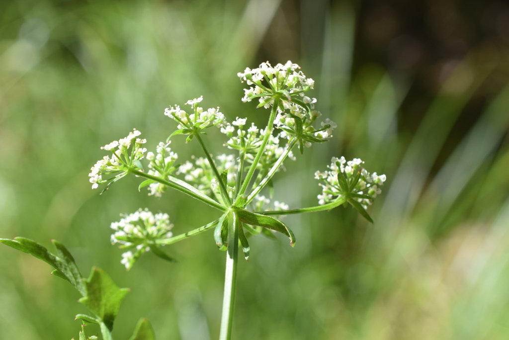 Berula erecta (hero image)