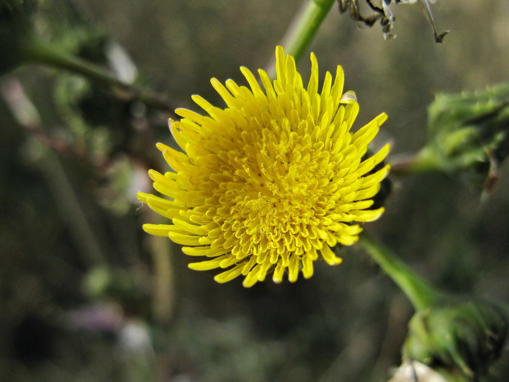 Sonchus asper (hero image)