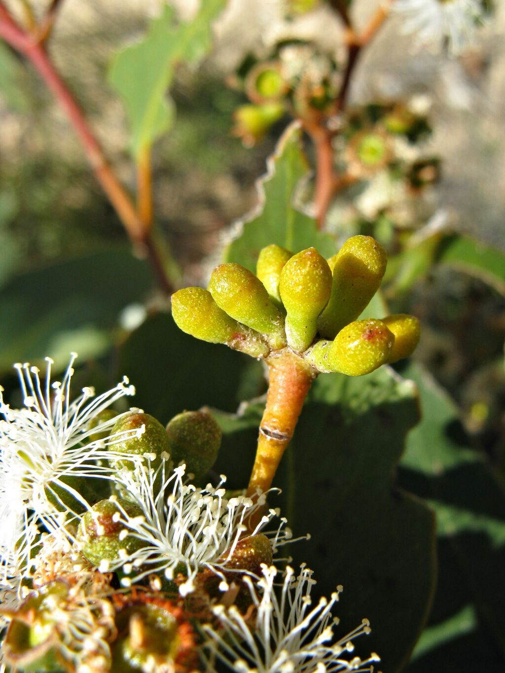 Eucalyptus (hero image)