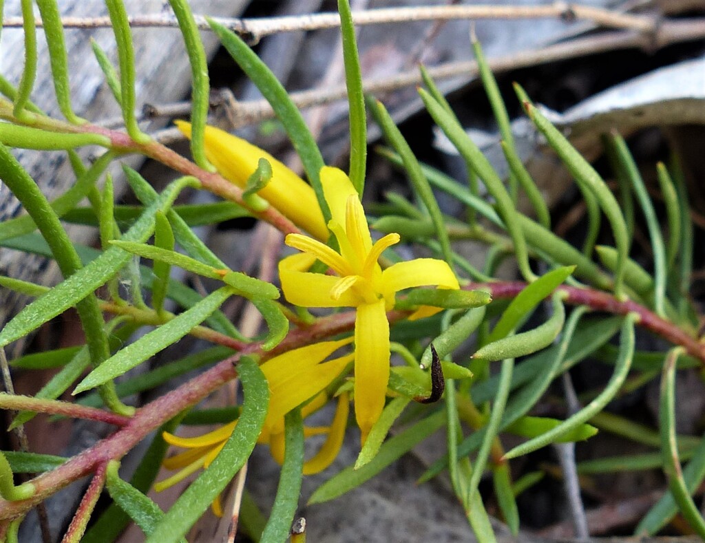 Persoonia chamaepeuce (hero image)