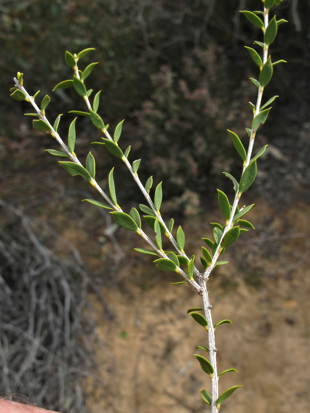 Melaleuca acuminata subsp. acuminata (hero image)