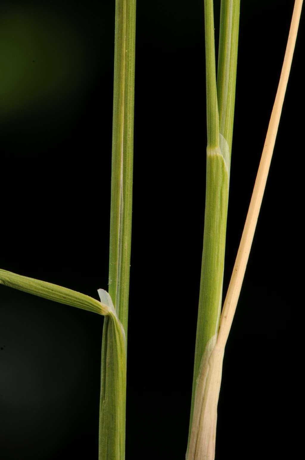 Puccinellia (hero image)