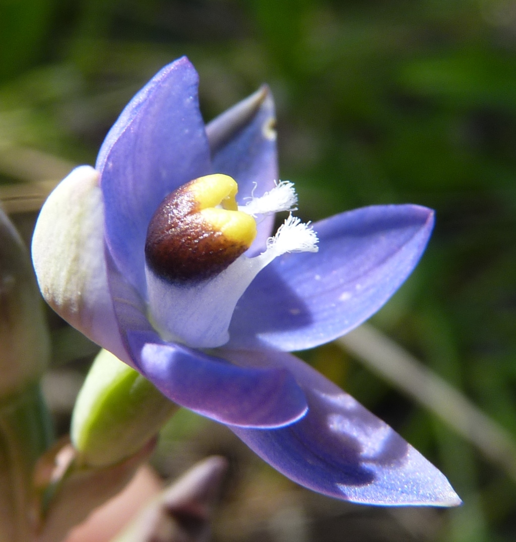 Thelymitra peniculata (hero image)