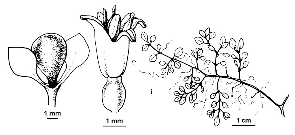 Nertera granadensis (hero image)