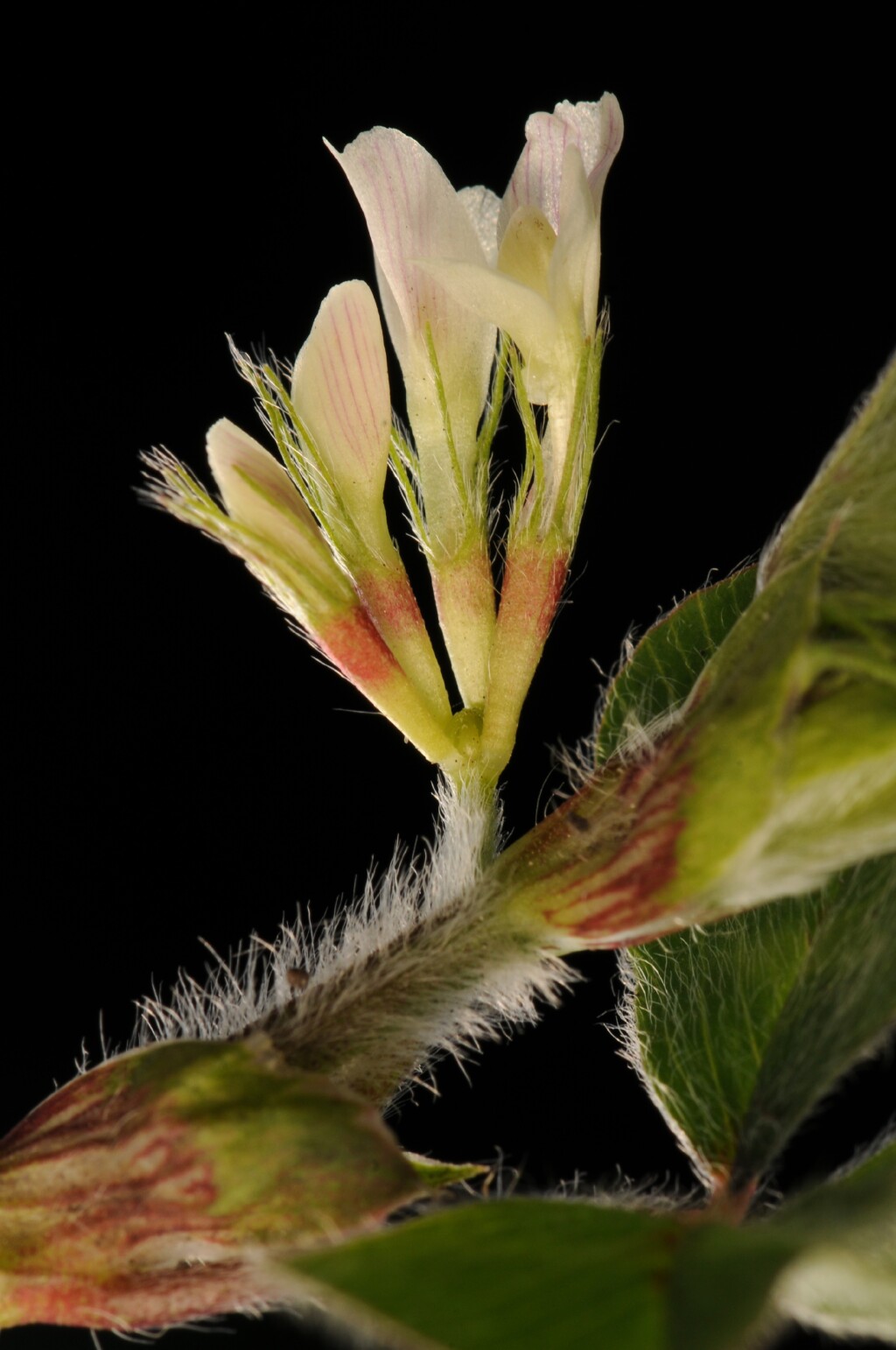 Trifolium subterraneum (hero image)