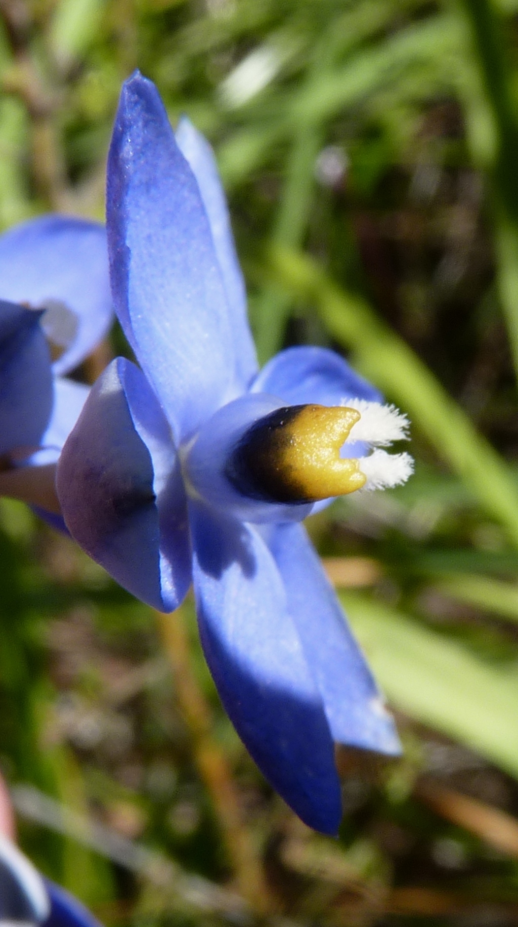 Thelymitra nuda (hero image)