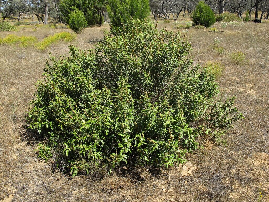 Adriana tomentosa var. hookeri (hero image)
