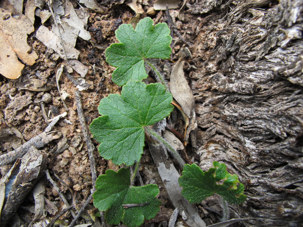 Hydrocotyle laxiflora (hero image)