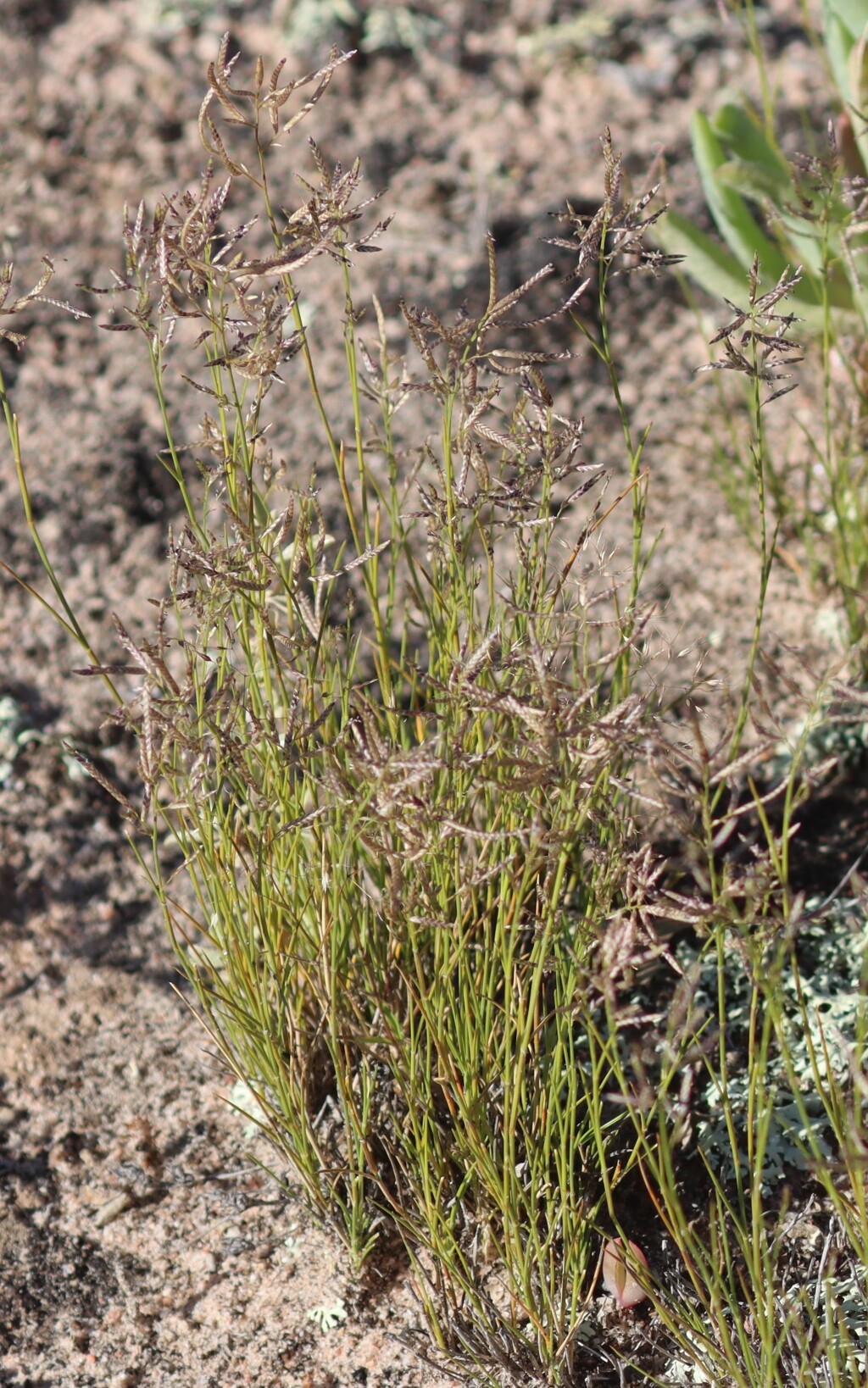 Eragrostis dielsii (hero image)