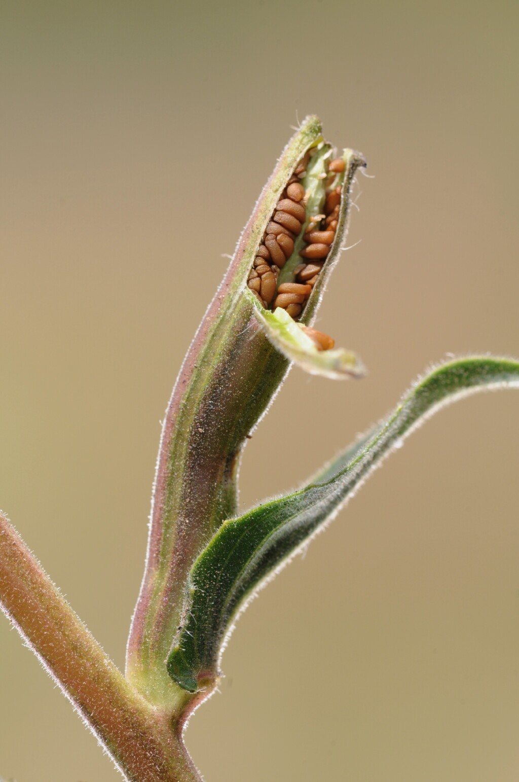 Oenothera stricta (hero image)