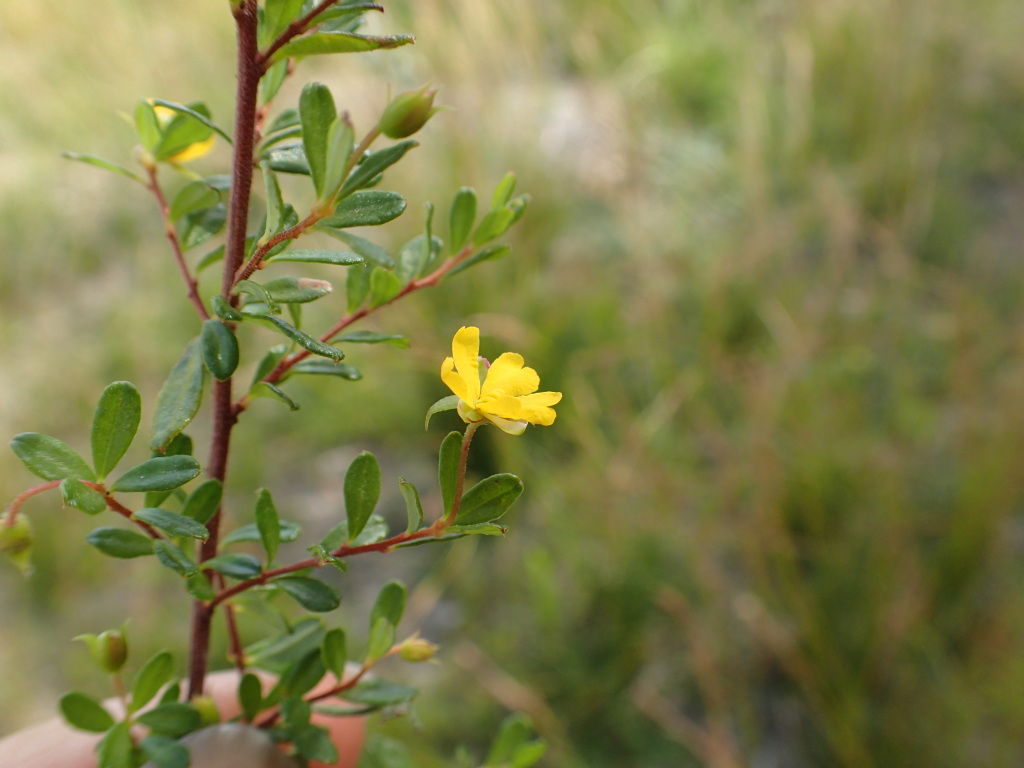 Hibbertia empetrifolia (hero image)