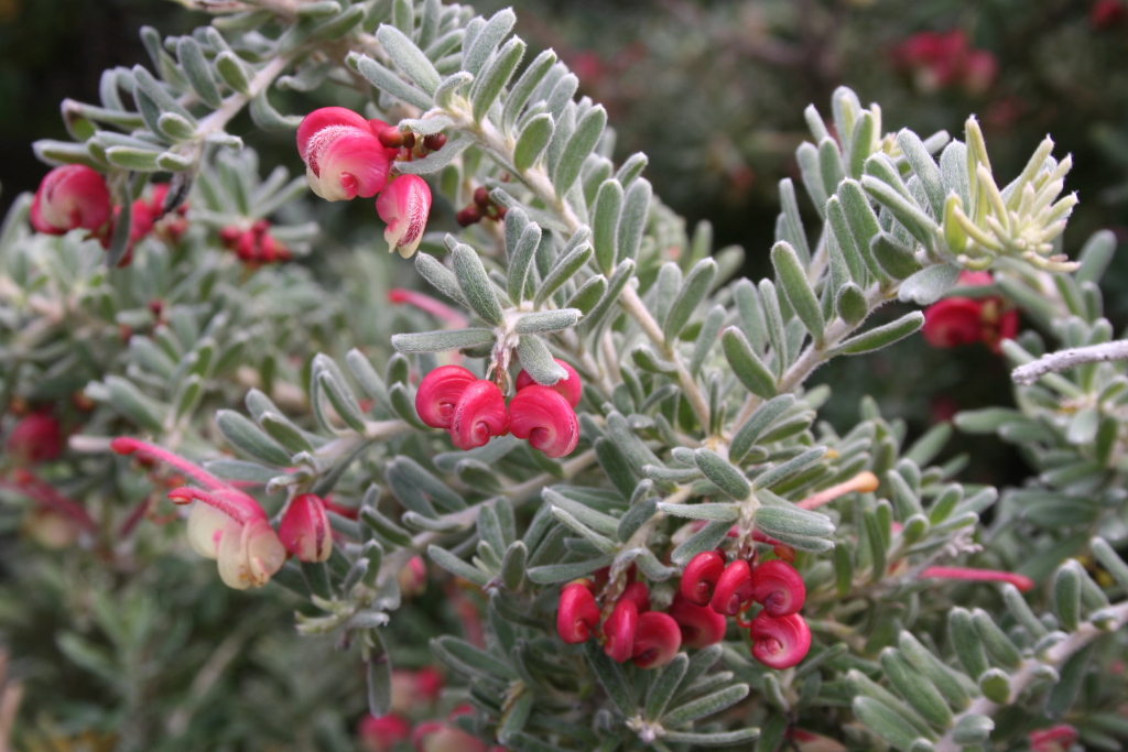 Grevillea lanigera (hero image)