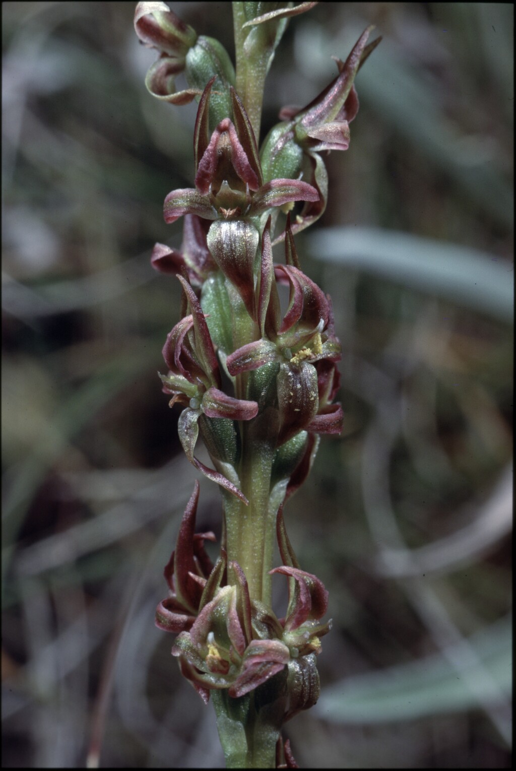 Prasophyllum morganii (hero image)