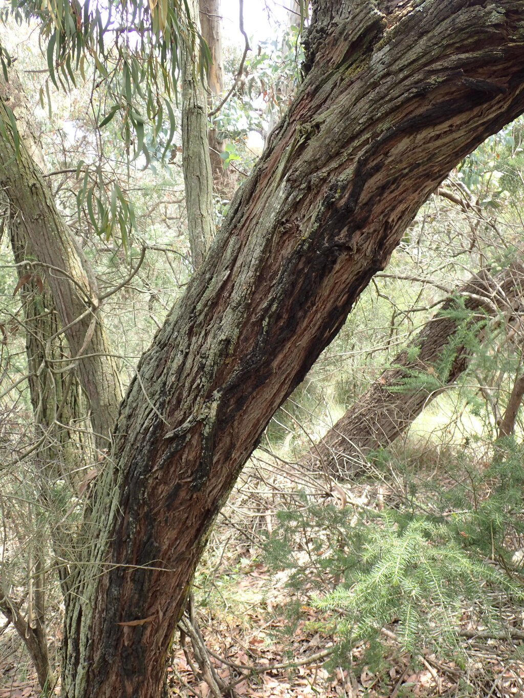 Eucalyptus cephalocarpa (hero image)