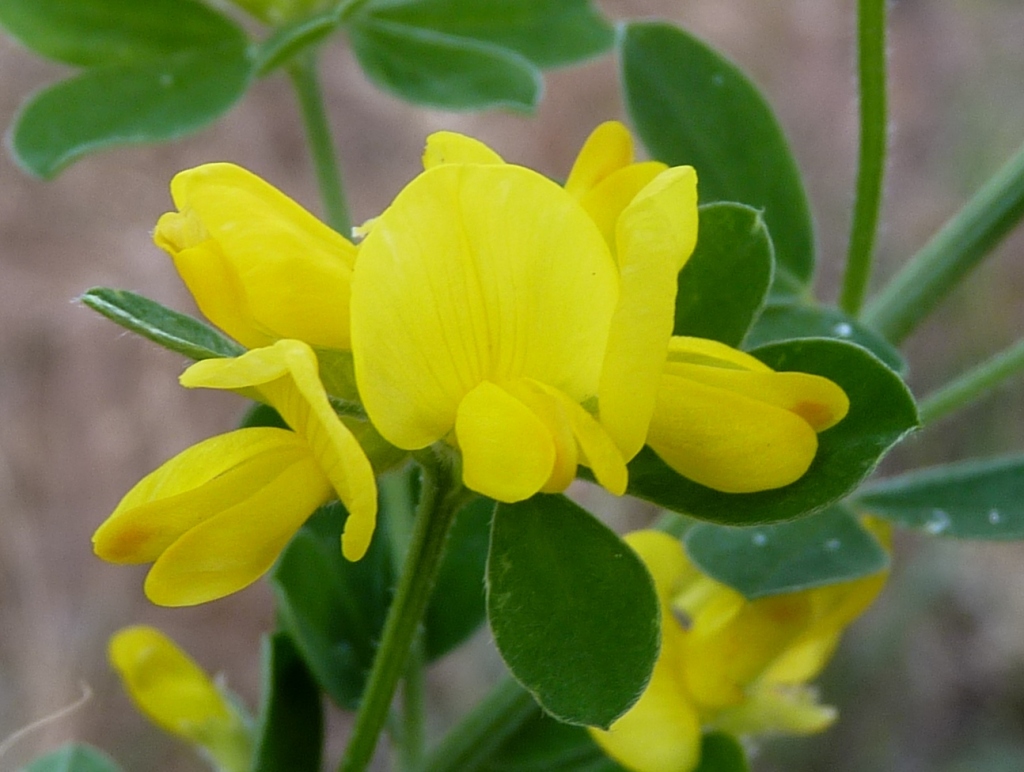 Genista monspessulana (hero image)