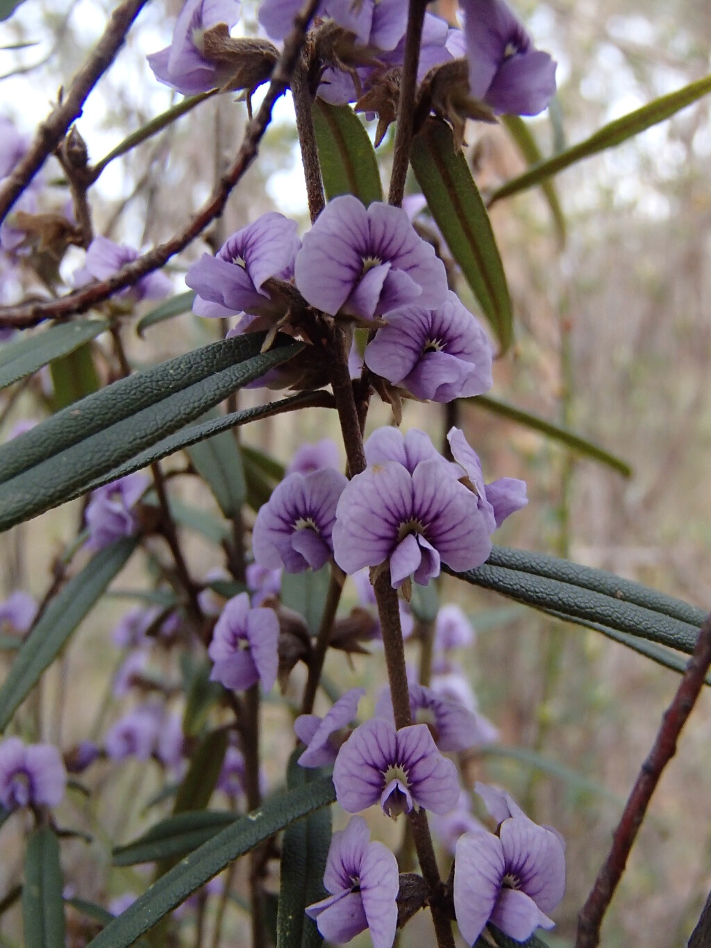 Hovea (hero image)