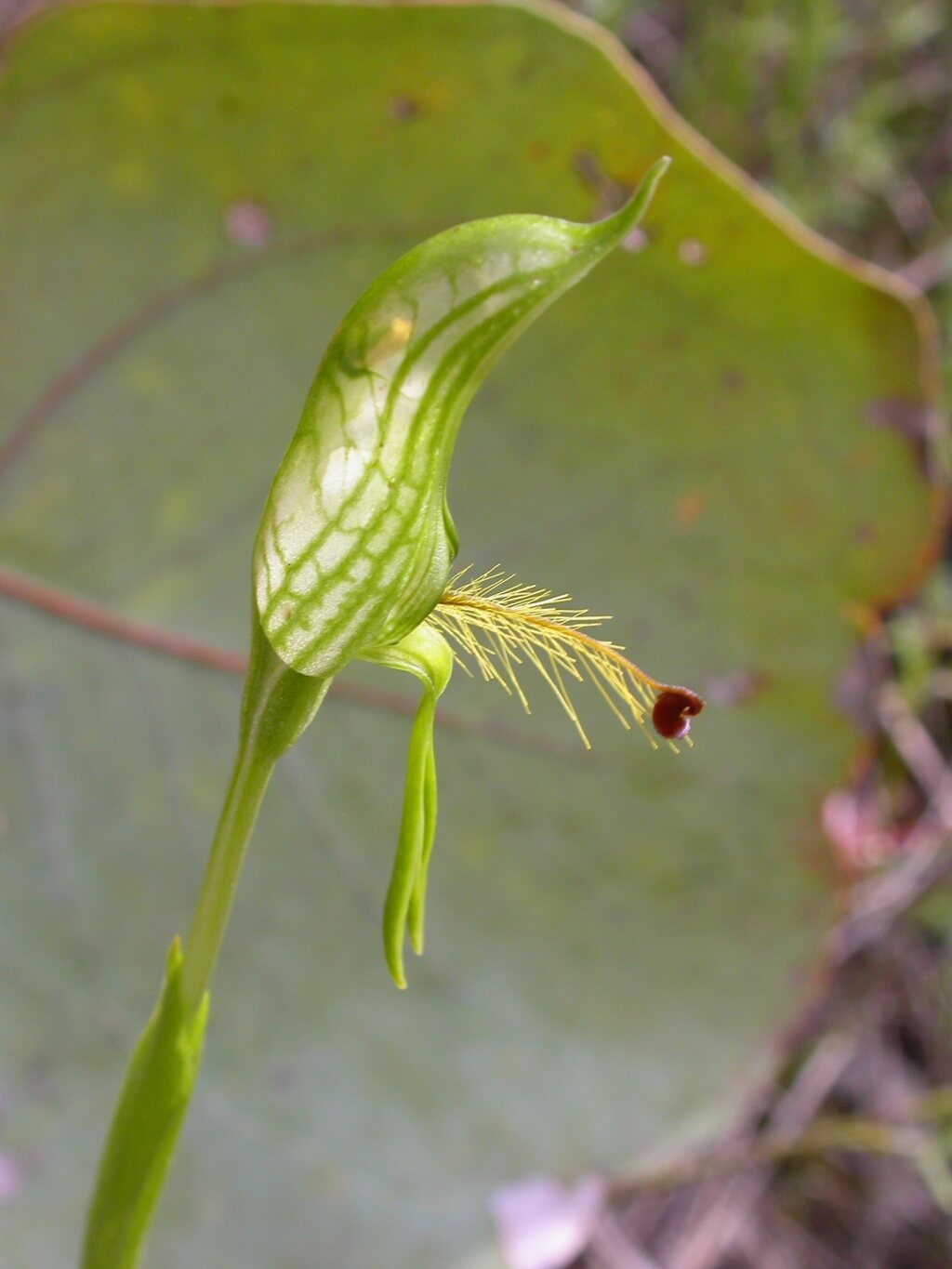 Pterostylis plumosa (hero image)