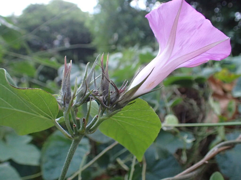 Ipomoea (hero image)