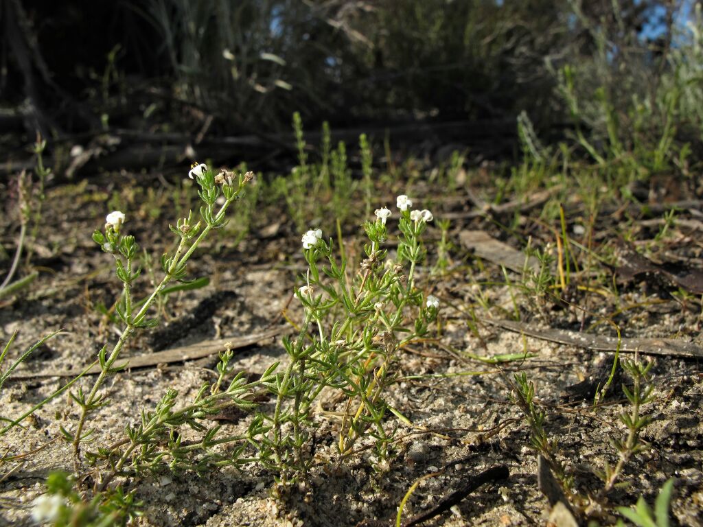 Asperula wimmerana (hero image)