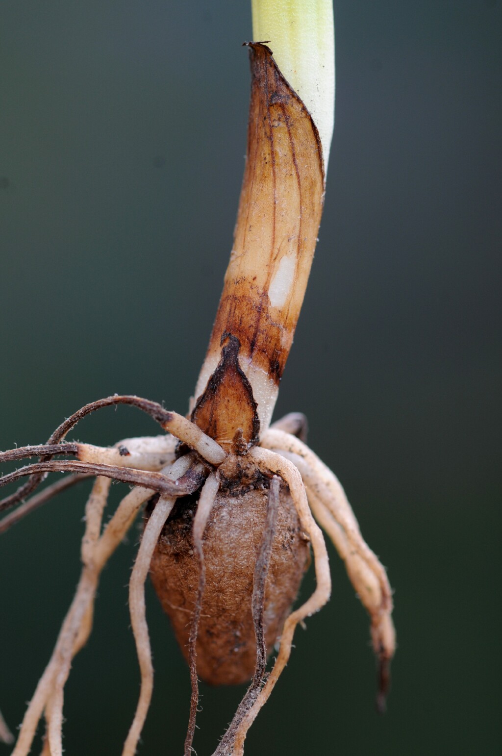 Microtis unifolia (hero image)