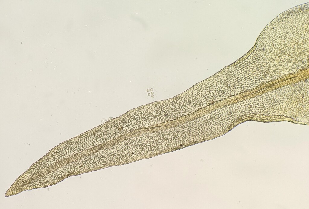 Ulota lutea (hero image)