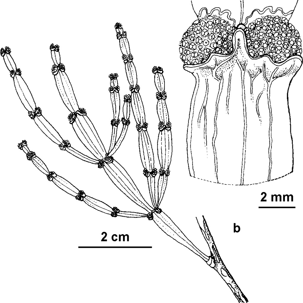 Korthalsella rubra (hero image)