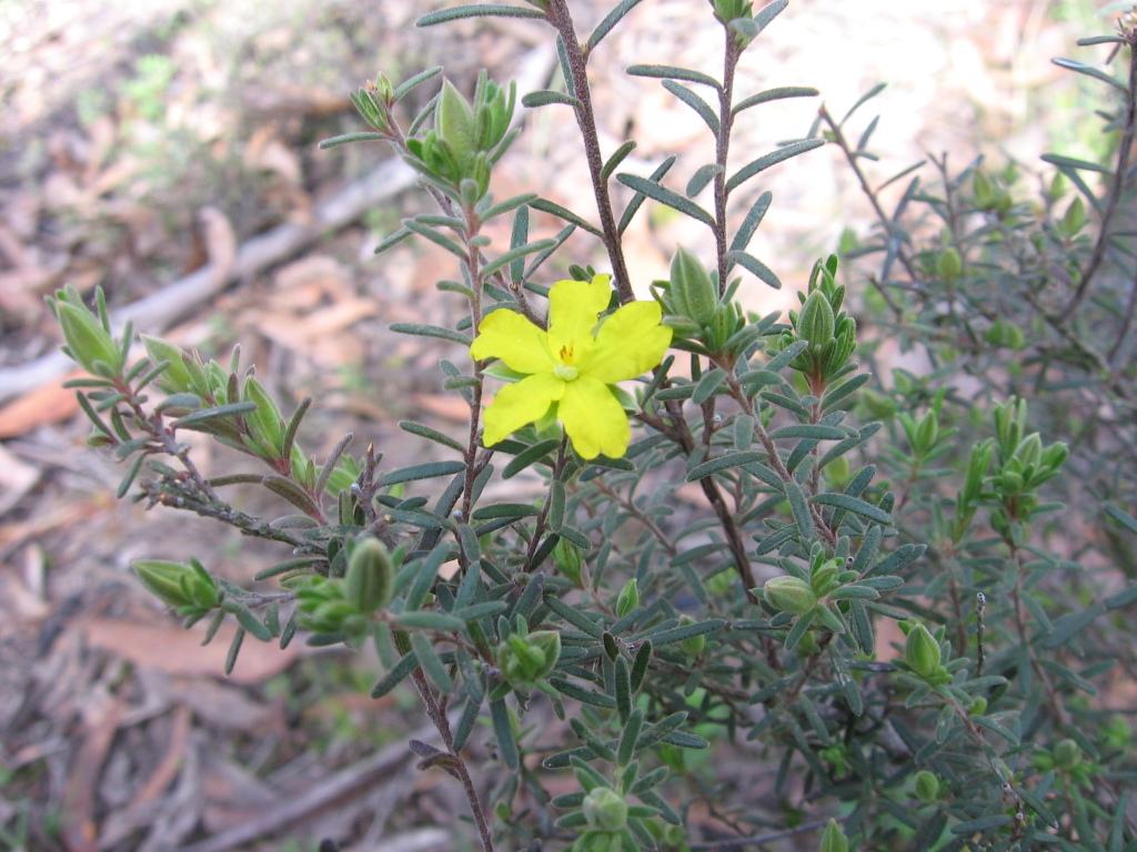 Hibbertia riparia (hero image)