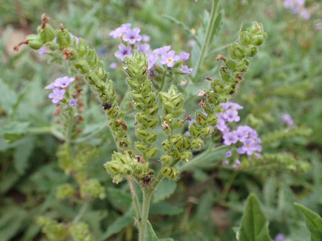 Heliotropium amplexicaule (hero image)