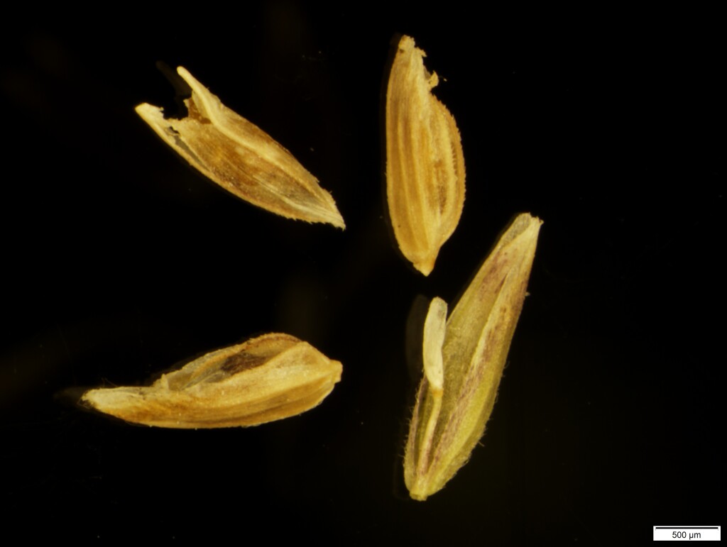 Poa amplexicaulis (hero image)