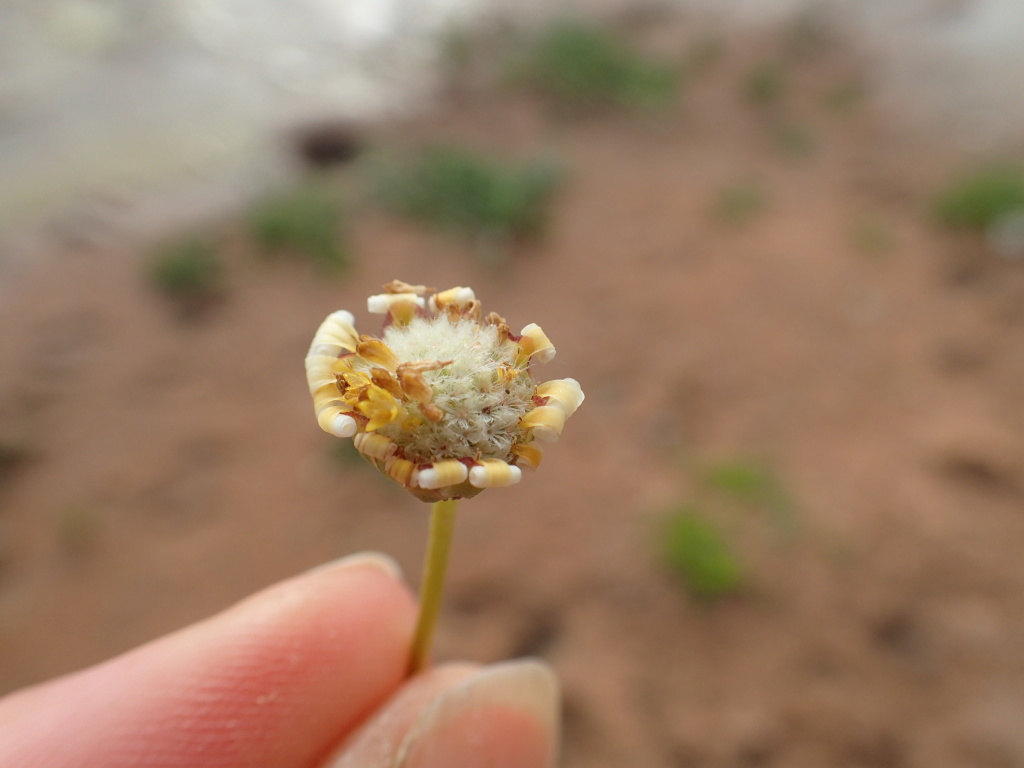 Brachyscome dichromosomatica var. alba (hero image)